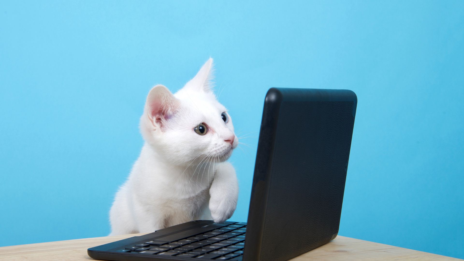 Cabarrus Spay & Neuter Clinic Resources