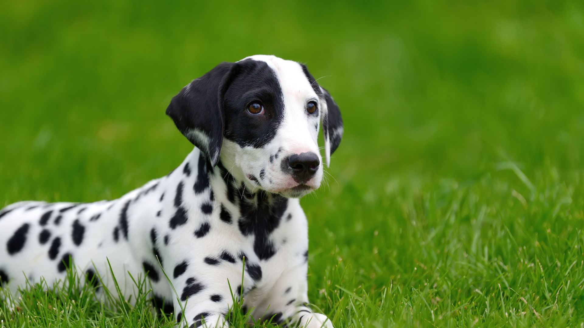 Pet Dental Cleaning In Concord, NC | Cabarrus Spay & Neuter