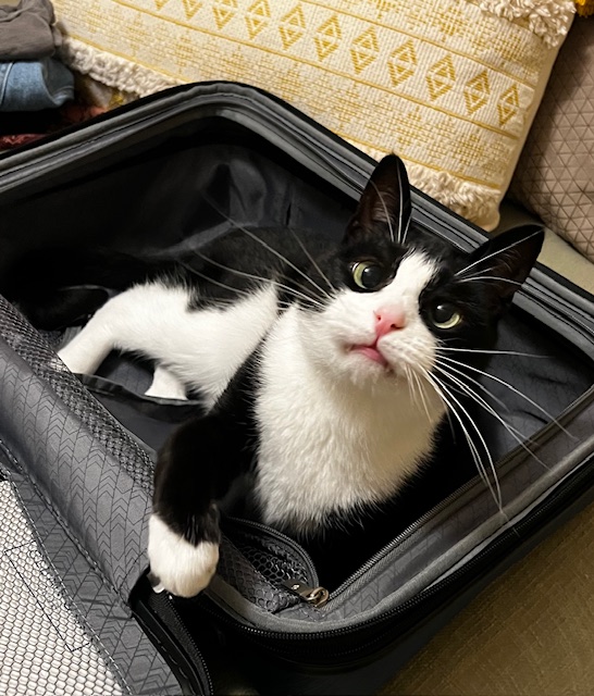 Nico Bio photo dog sitting on the wooden floor